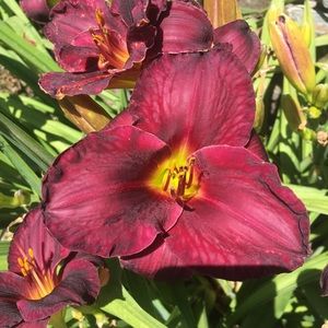 Meet your Posher, Karlyn